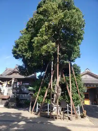 村國真墨田神社の庭園