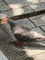 蔵前神社(東京都)
