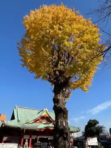 神田神社（神田明神）の自然