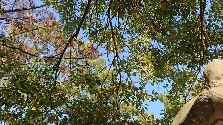 箱田神社の自然