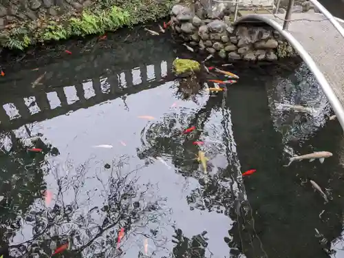 鈴鹿明神社の動物