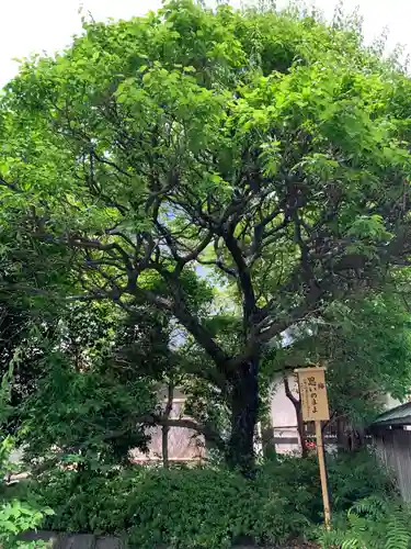 三嶋大社の自然