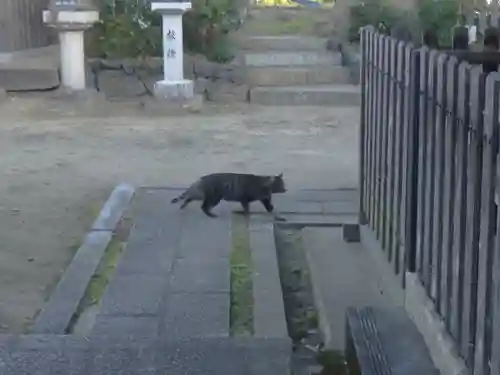 角宮神社の動物