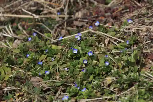 高司神社〜むすびの神の鎮まる社〜の自然