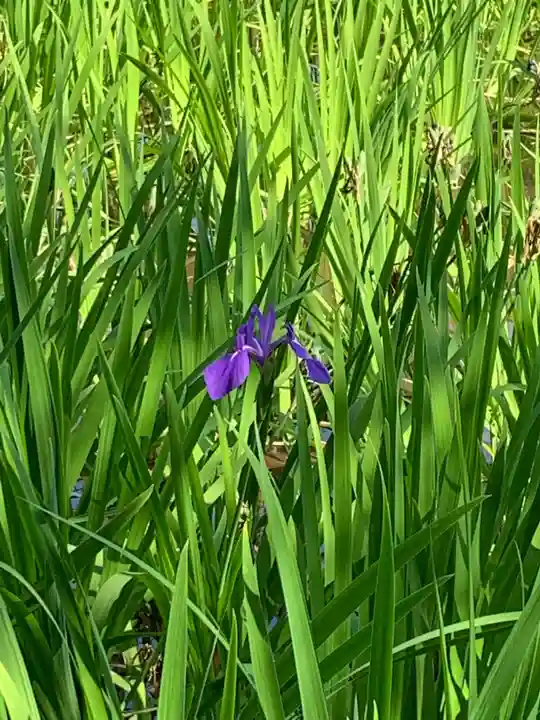 大田神社(賀茂別雷神社境外摂社)(京都府)
