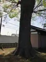 五所神社の自然