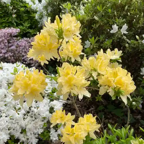 根津神社の自然