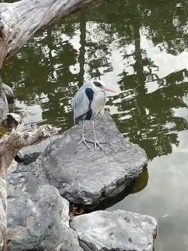 嚴島神社 (京都御苑)の動物