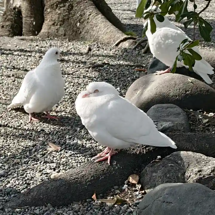旗上弁財天社の{uncategorized: "未分類", other: "その他", undefined: "問題あり", building: "その他建物", grave: "お墓", sacred_gate: "鳥居", guardian: "狛犬", statue: "像", buddha: "仏像", history: "歴史", nature: "自然", garden: "庭園", animal: "動物", pagoda: "塔", temizu: "手水舎", mountain_gate: "山門・神門", sanctuary: "本殿・本堂", subordinate: "末社・摂社", art: "芸術", scenery: "景色", jizo: "地蔵", ema: "絵馬", goshuin: "御朱印", omikuji: "おみくじ", items: "授与品その他", amulet: "お守り", goshuincho: "御朱印帳", eats: "食事", festival: "お祭り", votive_dance: "神楽", shichigosan: "七五三参", wedding: "結婚式", experience: "体験その他", initially: "初詣", around: "周辺", anti_infection: "感染症対策"}
