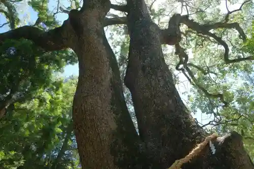 伊弉諾神宮の自然