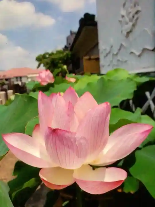 長善寺(東京都)