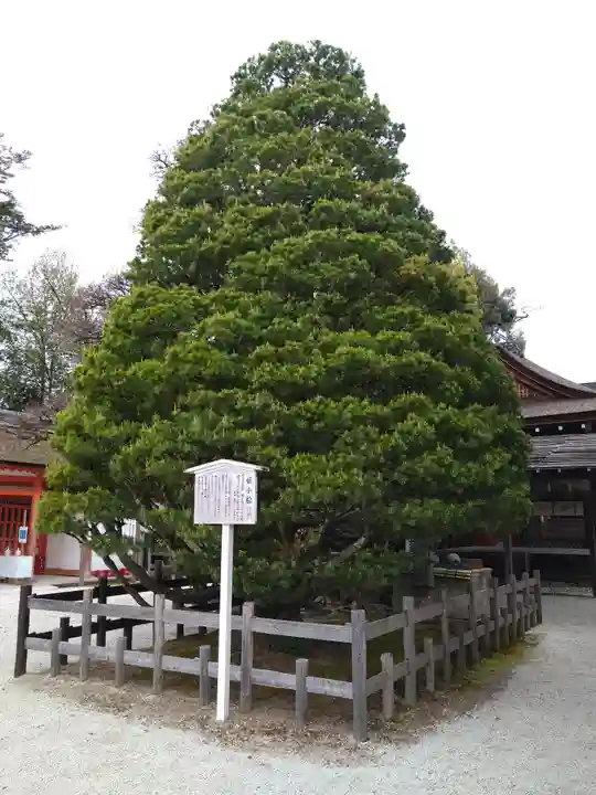 賀茂御祖神社(下鴨神社)の自然