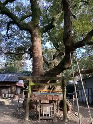 箕曲中松原神社の自然