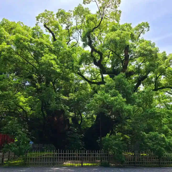 浜松八幡宮の自然