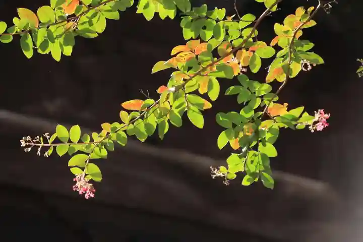 田村神社の自然