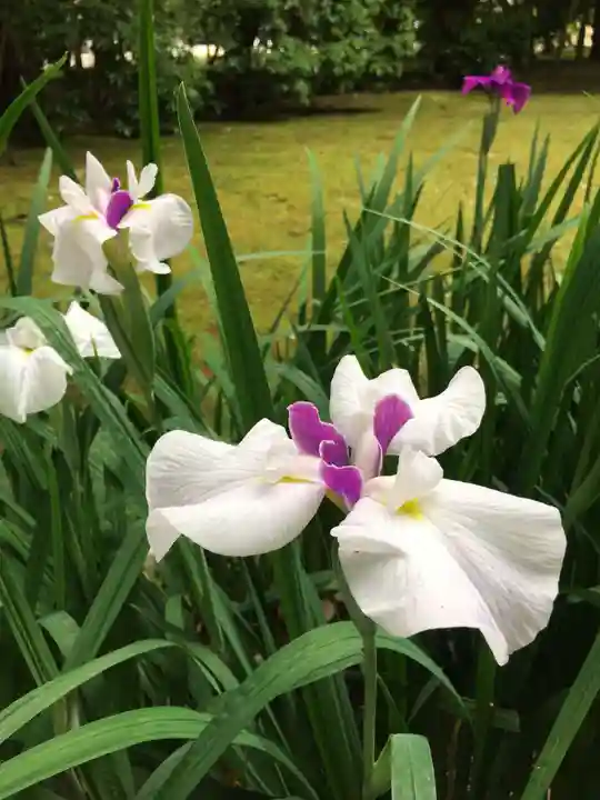 賀茂別雷神社(上賀茂神社)の自然