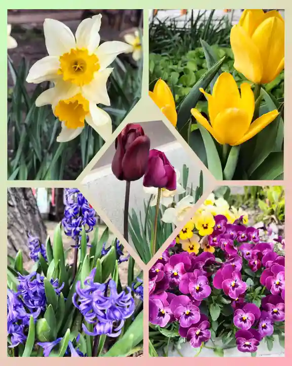 発寒神社の自然