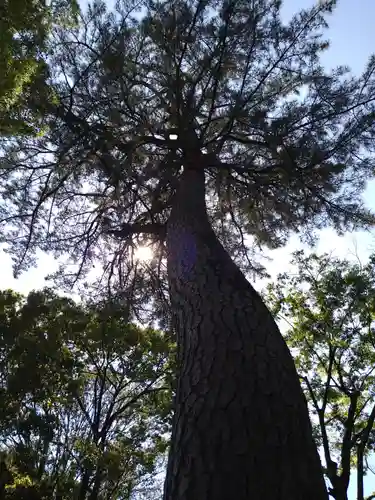荻窪八幡神社の自然