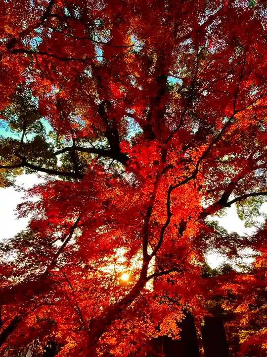 宝満宮竈門神社の自然