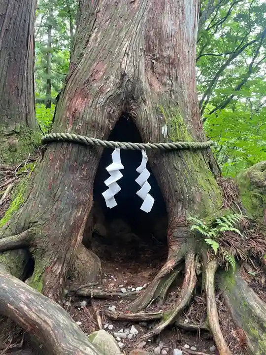 戸隠神社奥社の自然
