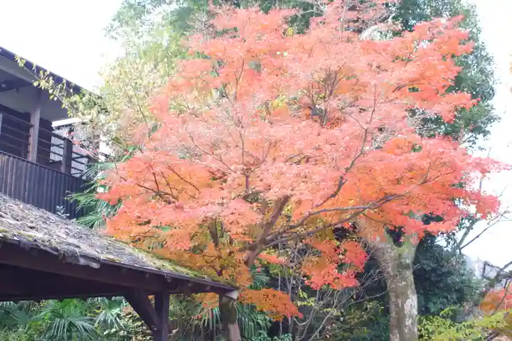 宇治神社の自然