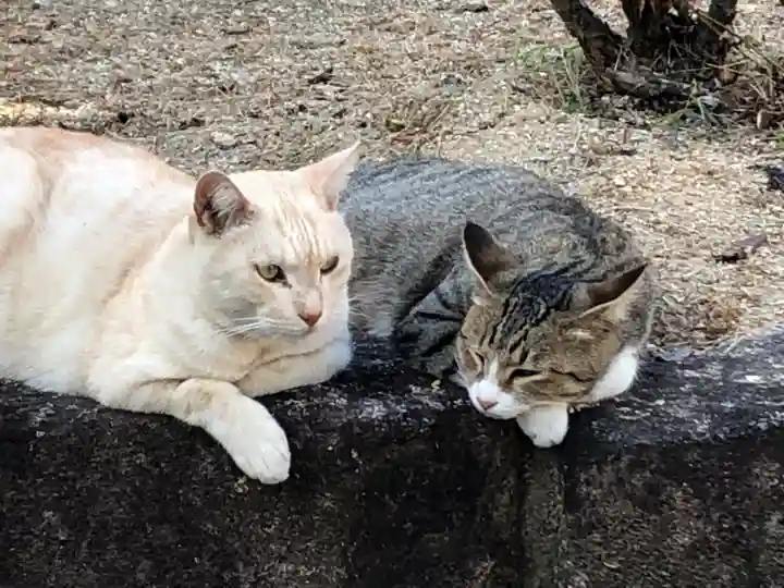 最上稲荷山妙教寺の動物
