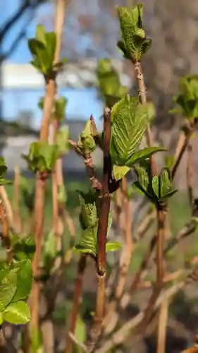 新琴似神社の自然