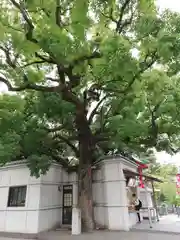 富岡八幡宮の自然