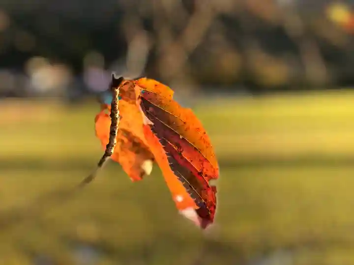 高司神社〜むすびの神の鎮まる社〜の自然