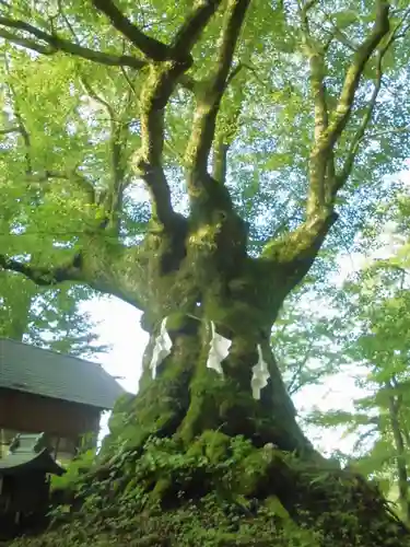 熊野皇大神社の自然