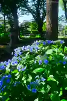 指扇氷川神社(埼玉県)