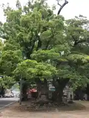 日和佐八幡神社の自然