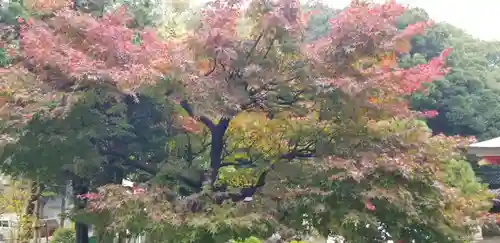 浅間神社の自然