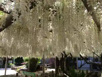 吉祥寺の御朱印