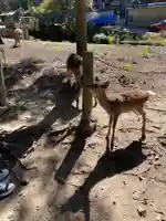 興福寺 南円堂の動物