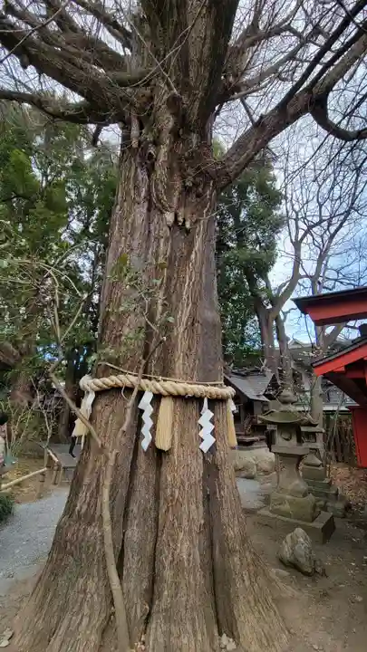 秩父神社の自然