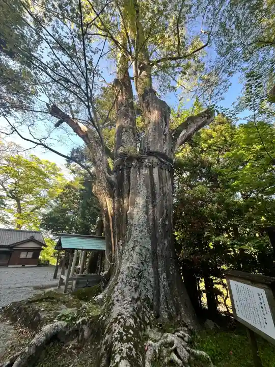國津神社の{uncategorized: "未分類", other: "その他", undefined: "問題あり", building: "その他建物", grave: "お墓", sacred_gate: "鳥居", guardian: "狛犬", statue: "像", buddha: "仏像", history: "歴史", nature: "自然", garden: "庭園", animal: "動物", pagoda: "塔", temizu: "手水舎", mountain_gate: "山門・神門", sanctuary: "本殿・本堂", subordinate: "末社・摂社", art: "芸術", scenery: "景色", jizo: "地蔵", ema: "絵馬", goshuin: "御朱印", omikuji: "おみくじ", items: "授与品その他", amulet: "お守り", goshuincho: "御朱印帳", eats: "食事", festival: "お祭り", votive_dance: "神楽", shichigosan: "七五三参", wedding: "結婚式", experience: "体験その他", initially: "初詣", around: "周辺", anti_infection: "感染症対策"}