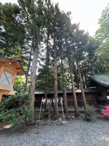 琴似神社の自然