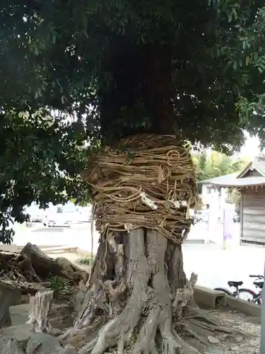 新井宿　子日神社の自然