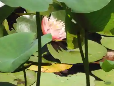 知恩院(京都府)