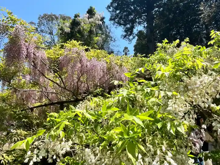 歌泉堂(春日大社神苑萬葉植物園内鎮座)(奈良県)