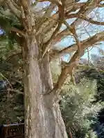 大野瀬神社(愛知県)
