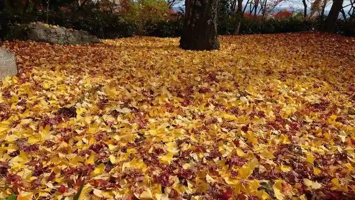 常寂光寺の自然