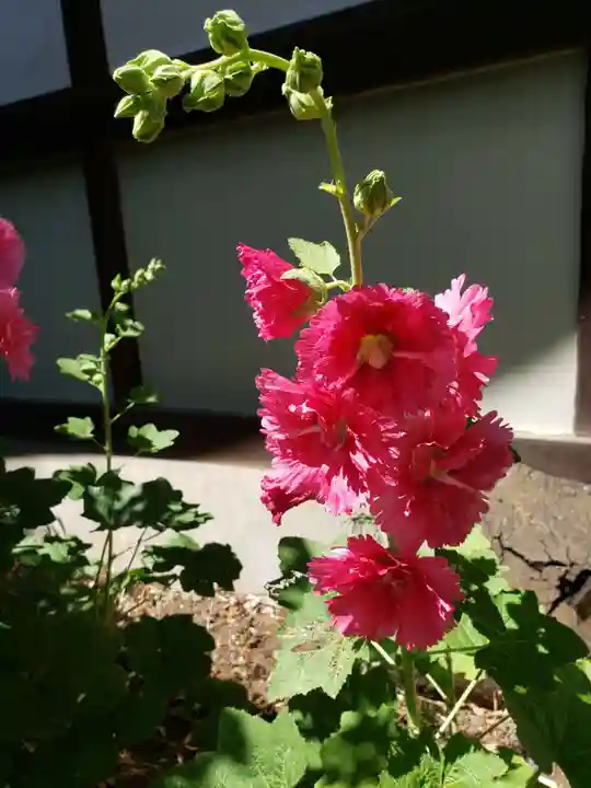 鷺宮八幡神社の自然