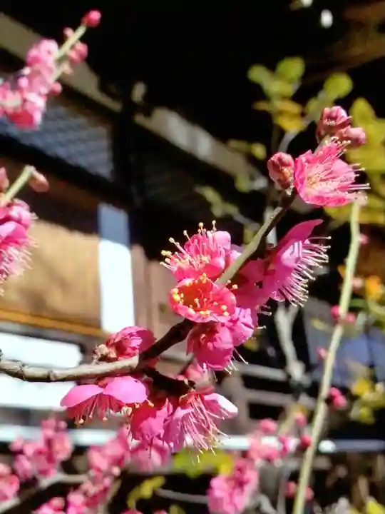 福蔵院(東京都)