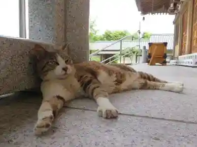 御誕生寺（猫寺）(福井県)
