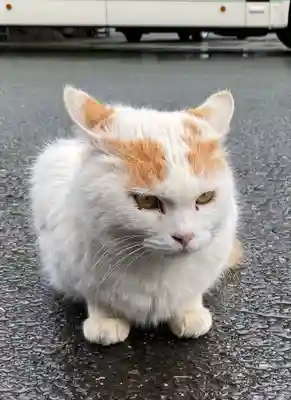 御誕生寺（猫寺）(福井県)
