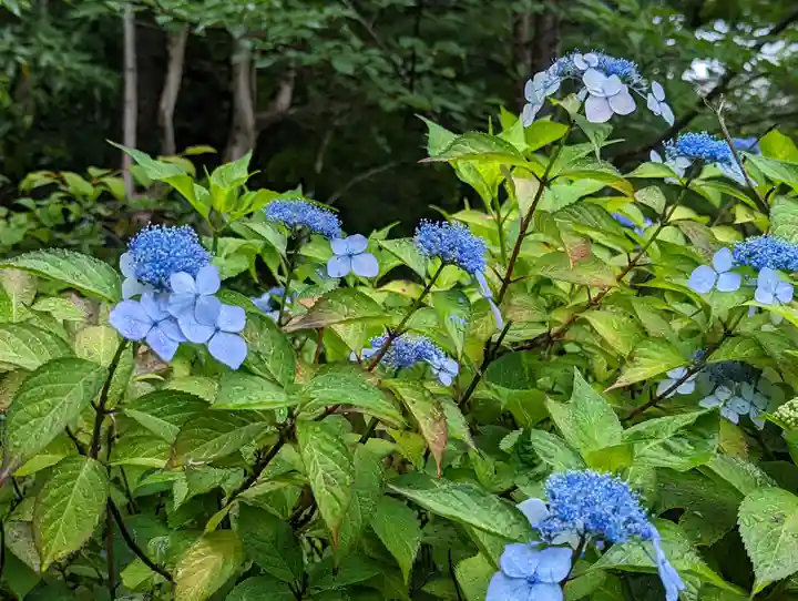 法金剛院の自然