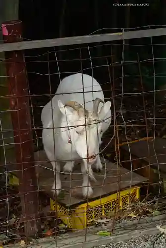 出雲大社相模分祠(神奈川県)