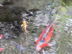 厳嶋神社の動物